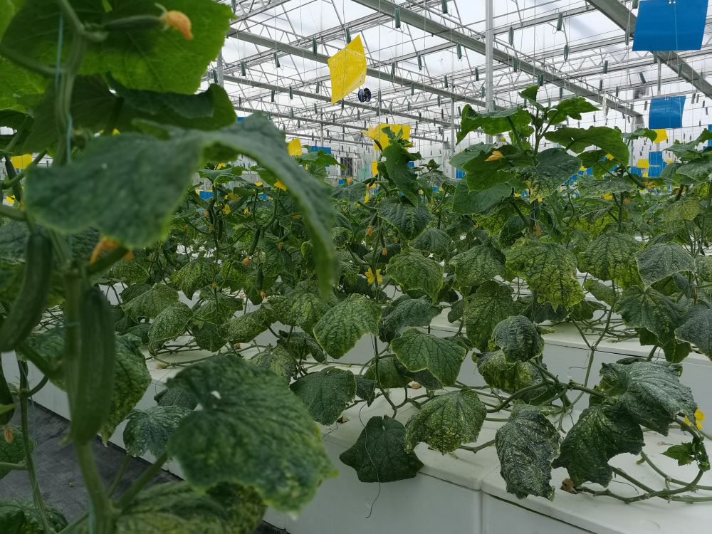 大宝娱乐光电植物生长灯事业部的产品用于植物农场蔬菜莳植